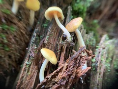 Gymnopilus flavidellus