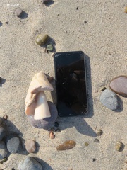 Titanostrombus galeatus