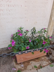 Macroglossum stellatarum