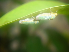 Oncometopia hamiltoni