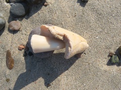 Titanostrombus galeatus