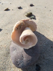 Titanostrombus galeatus