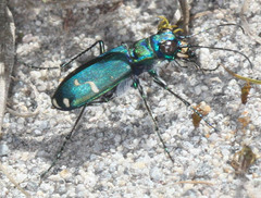 Cicindela depressula
