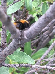 Mesembrina decipiens