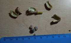 Euphorbia pulcherrima