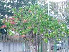 Euphorbia pulcherrima