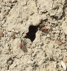 Iridomyrmex sanguineus