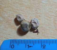 Euphorbia pulcherrima