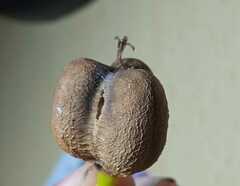 Euphorbia pulcherrima