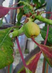 Euphorbia pulcherrima