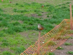 Turdus rufiventris