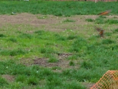 Turdus rufiventris