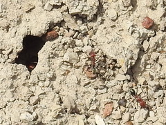 Iridomyrmex sanguineus