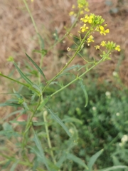 Sisymbrium loeselii