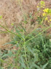 Sisymbrium loeselii