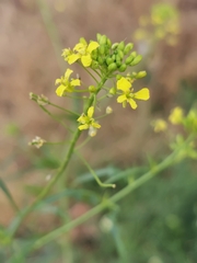 Sisymbrium loeselii