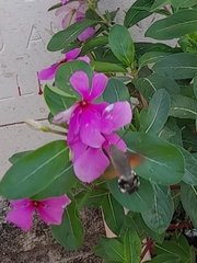 Macroglossum stellatarum
