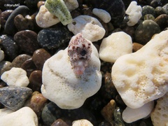 Cerithium maculosum