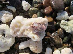 Cerithium maculosum