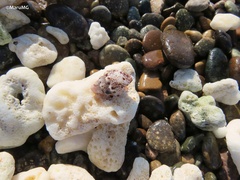 Cerithium maculosum