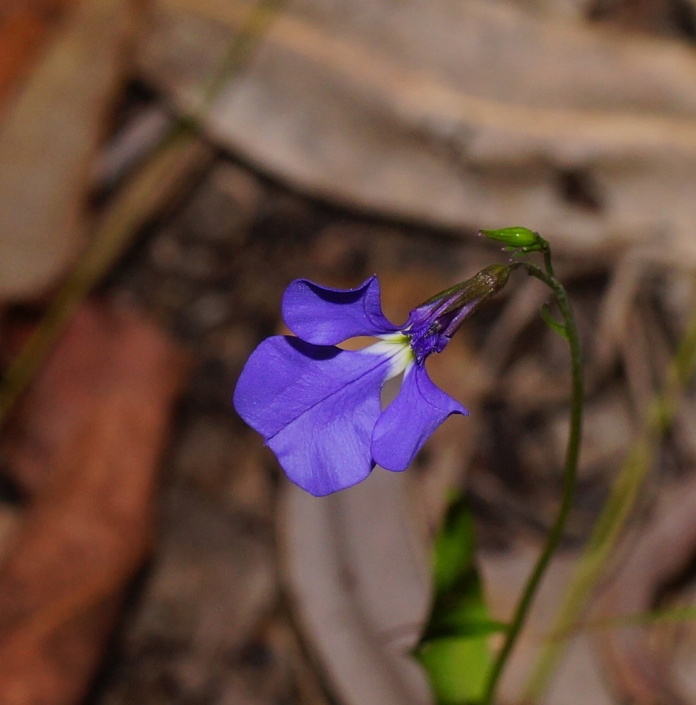 trailing lobelia