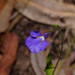 Trailing Lobelia - Photo (c) Reiner Richter, some rights reserved (CC BY-NC-SA), uploaded by Reiner Richter