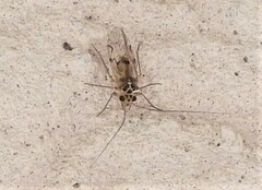 Teliapsocus