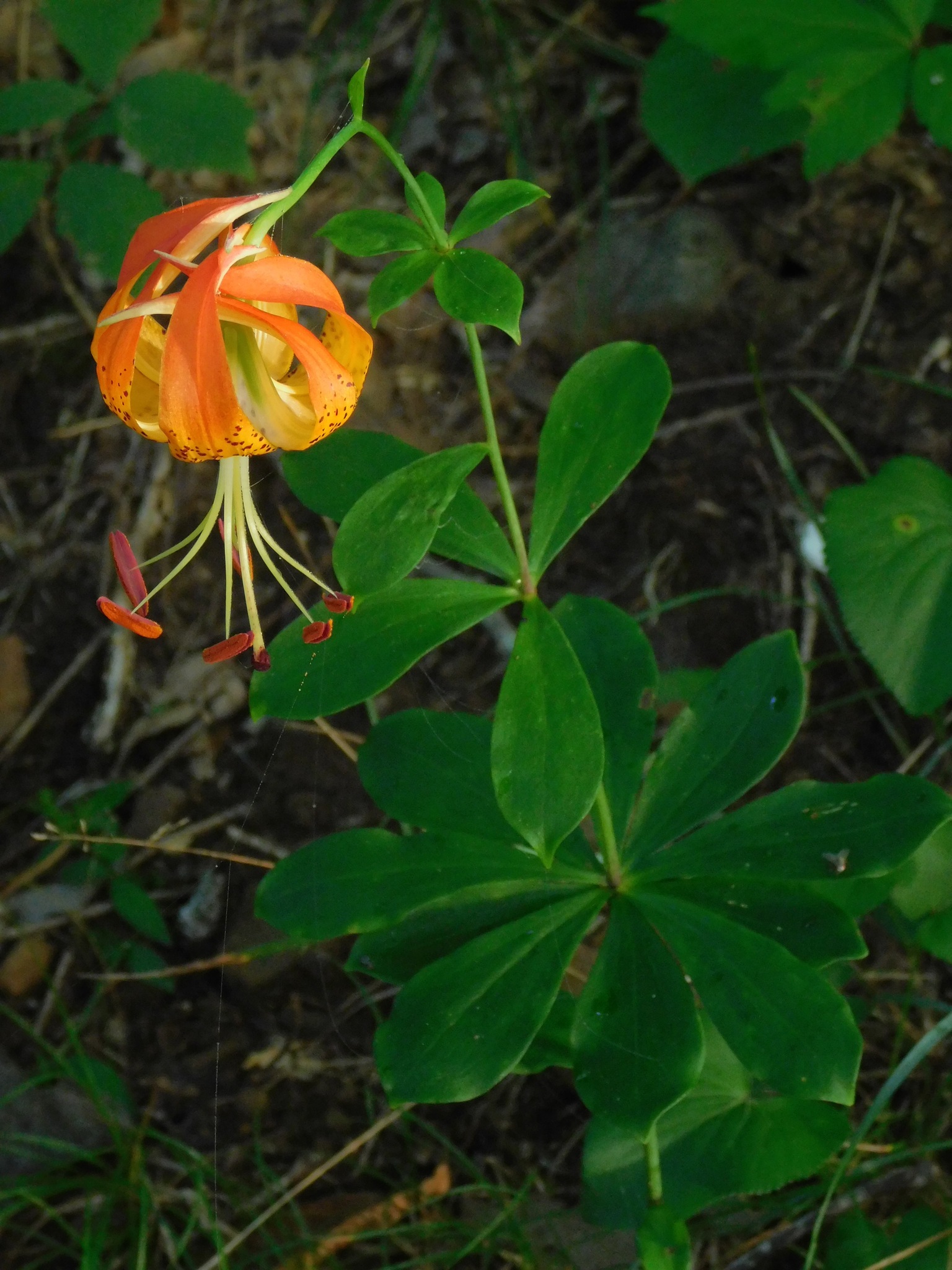 Carolina lily (Lilium michauxii) · iNaturalist