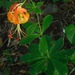 Carolina Lily - Photo (c) Michael J. Papay, some rights reserved (CC BY), uploaded by Michael J. Papay