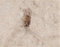 Teliapsocus