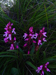 Disa saxicola