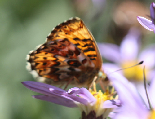 Arctic Fritillary photo 6