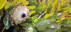 Protea magnifica