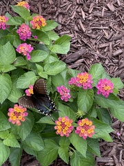 Papilio glaucus glaucus