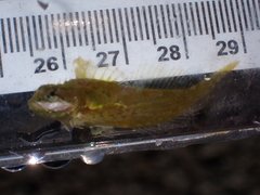Clinocottus acuticeps