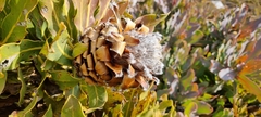 Protea magnifica