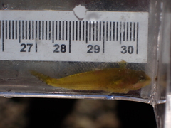 Clinocottus acuticeps