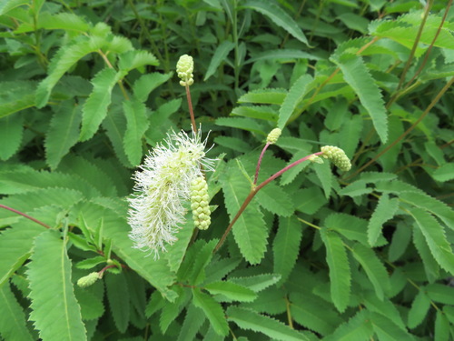 Sanguisorba dodecandra (Sanguisorba dodecandra)