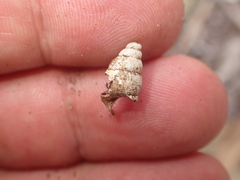Parachondria lineolata