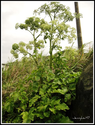 Angelica morii Hayata