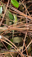 Anolis carolinensis