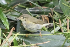 Phylloscopus trochilus
