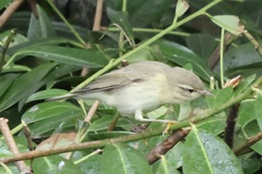 Phylloscopus trochilus