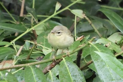 Phylloscopus trochilus