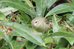 Phylloscopus trochilus