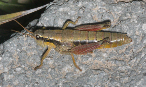 Cascade Timberline Grasshopper photo 2