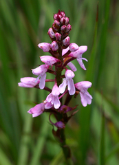 Disa saxicola