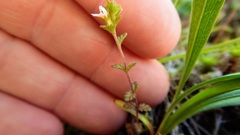 Euphrasia hudsoniana