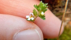 Euphrasia hudsoniana