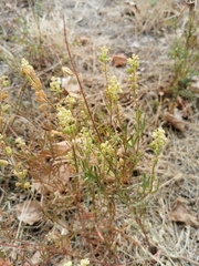 Reseda lutea